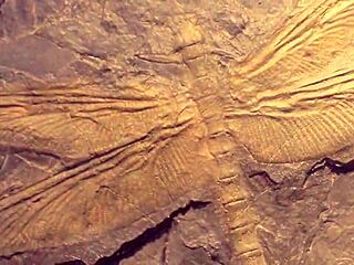 dark lantern entertainment presents the dragonfly scene 2 pt 2