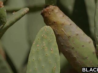 i watch hot blondes servicing antons big black cock