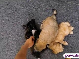 Cute Blonde Babe Gets Pounded Hard by Pawn Guy for Pet Bills.