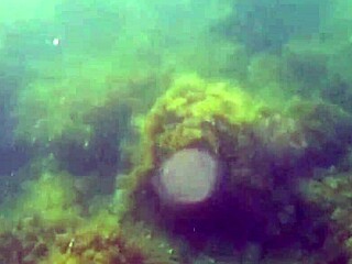 疯狂潜水员海里偷拍我的毛逼闪现