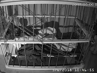 笼子摄像头直直播 未剪辑笼内狂欢