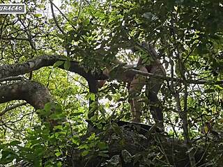 Brunette Fetish in Forest Feels Wild with Outdoor Interracial Anal Play