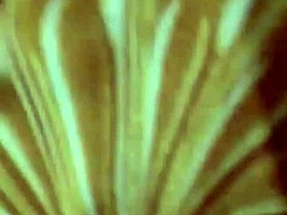 Indonesian Aunt Gets Horny With Big Cock Fucking