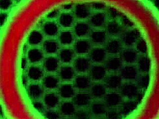 Horny BBW Sophie Dee Licks Juicy Pussy